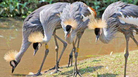 See the South African national bird at the Austin Roberts Bird Sanctuary